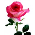 Roses - Queen Amazone